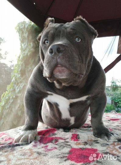Американский булли экзот