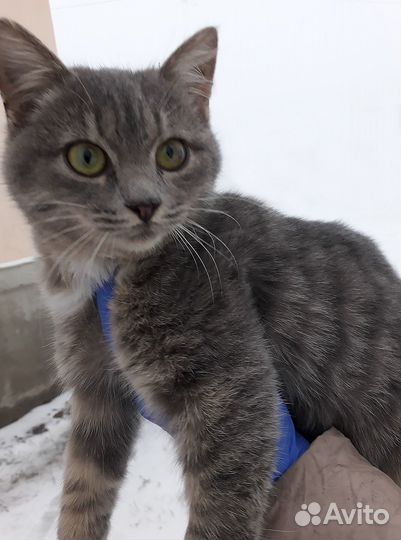 Котёнок мальчик, 9 месяцев