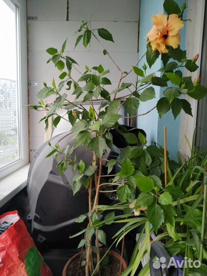 Гибискус китайская роза