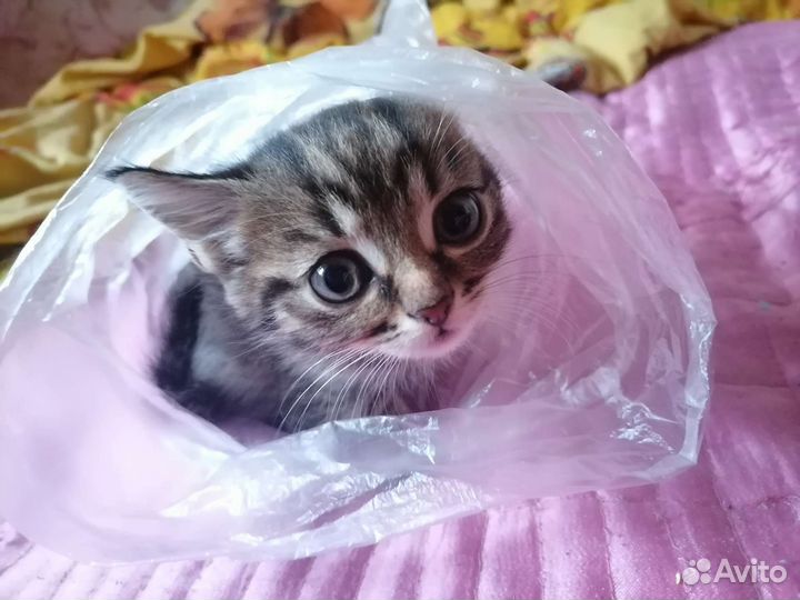 Котята в добрые руки