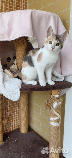 Кошечка в добрые руки