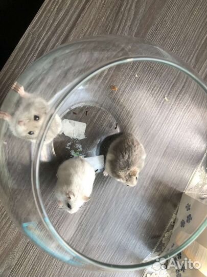 Джунгарский хомяк