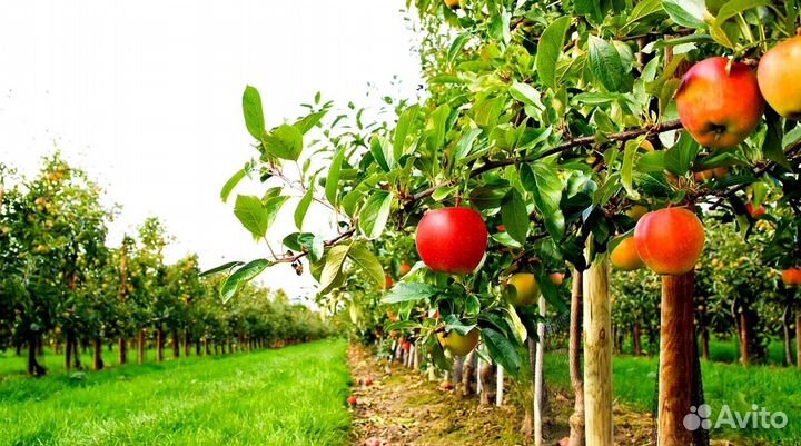 Работа Сборщиком яблок