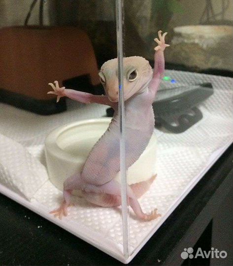 Передержка грызунов, рептилий, животных в клетках