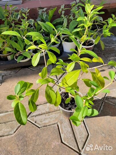 Клеродендрумы