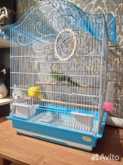 Попугай Какарик