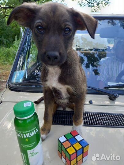 Парень 2 месяца. Будет до 12 кг