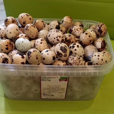 Инкубационное яйцо перепелов