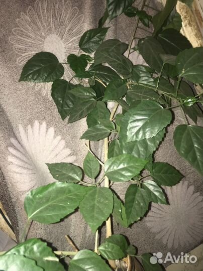 Гибискус сортовой дерево и Женское счастье