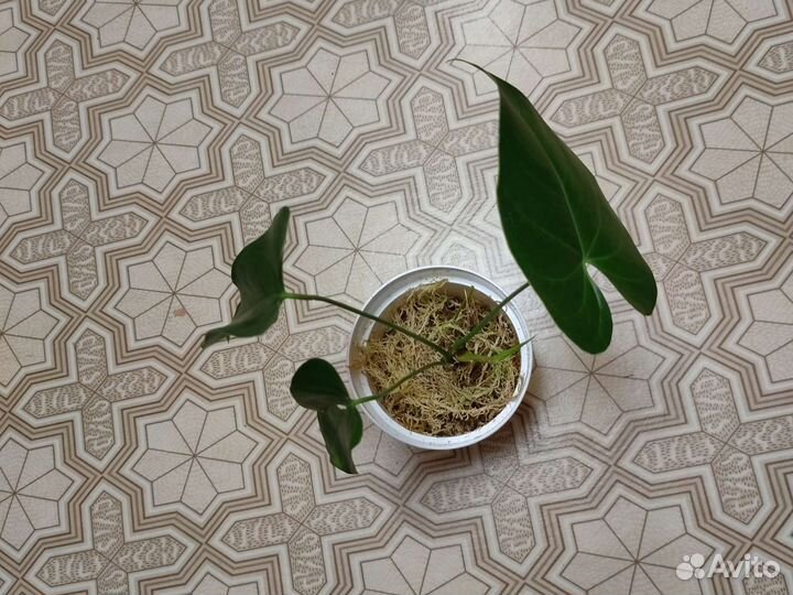 Антуриум юта