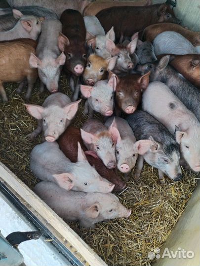 Поросята