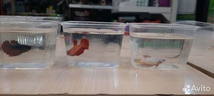 Петушки курочки супердельта