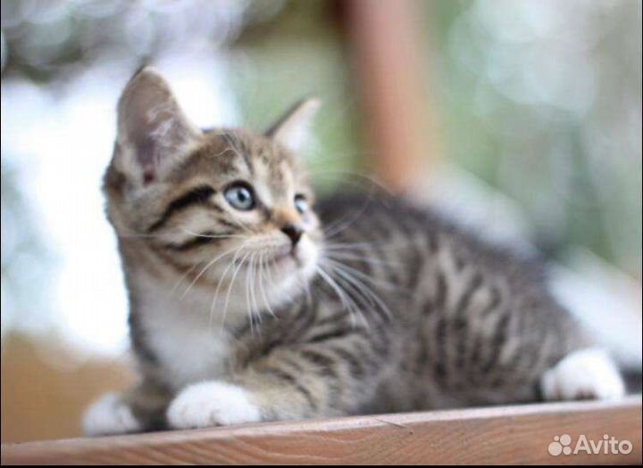 Котенрк девочка 1,5 мес в дар