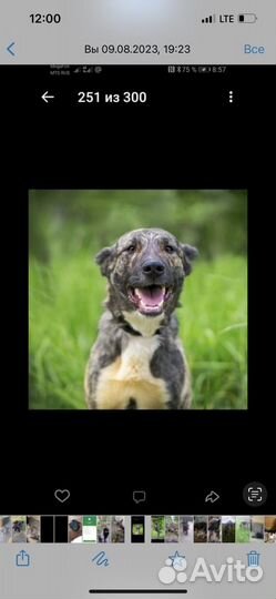 Собака в добрые руки