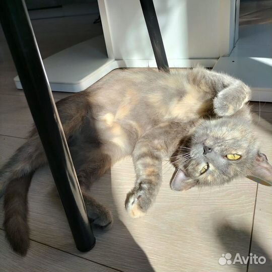 Кошечка ищет дом