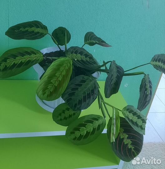 Маранта триколор