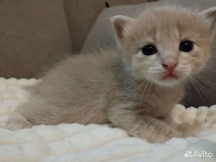 Котята мальчики