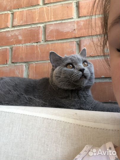 Британская