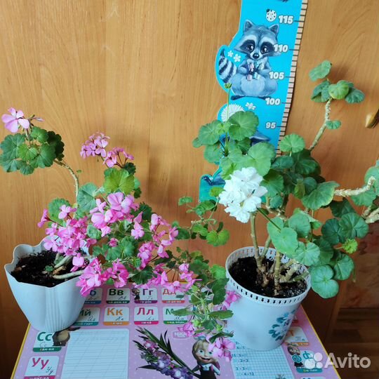 Комнатные растения