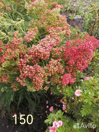 Многолетние цветы