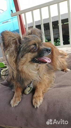 Собака в добрые руки отдам бесплатно