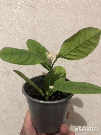 Саженцы лимона мейера