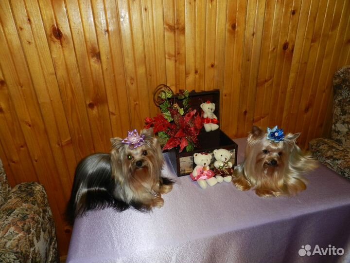 Милашки-обаяшки