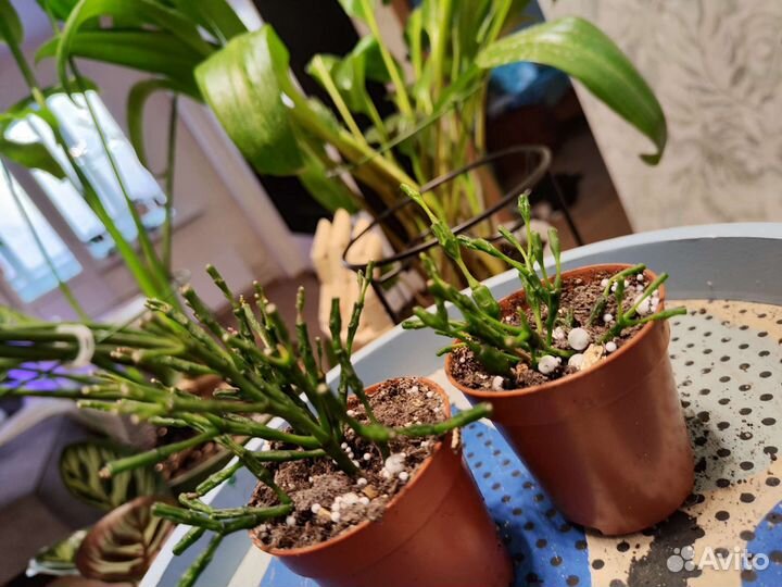 Хатиора,рипсалис