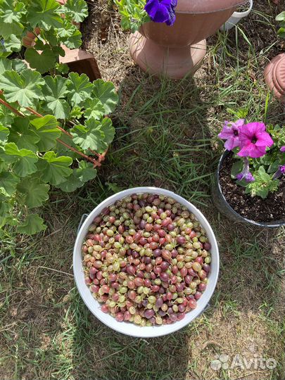 Продажа смородины и крыжовника