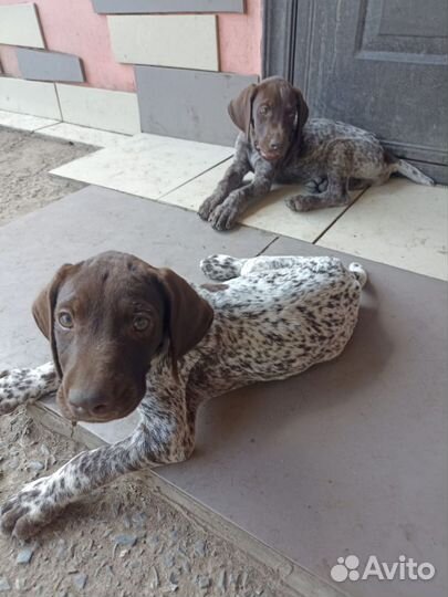 Щенки курцхаара