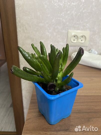 Крассула Овата Хоббит