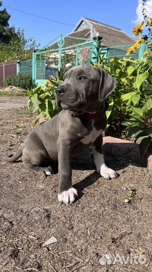 Щенки питбультерьера