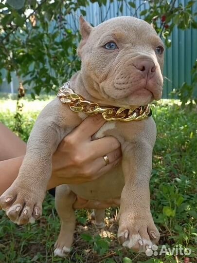 Американский булли мальчик