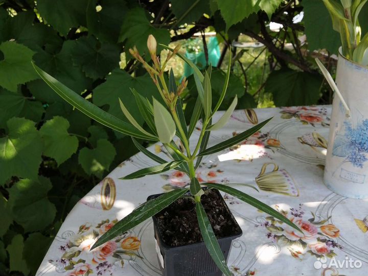 Олеандр желтый и белый