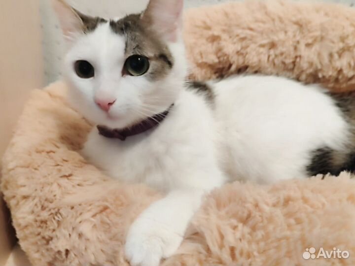 Турецкая ангора