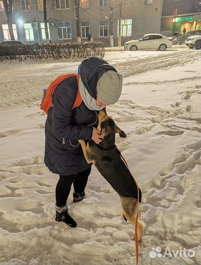 Выгул собак