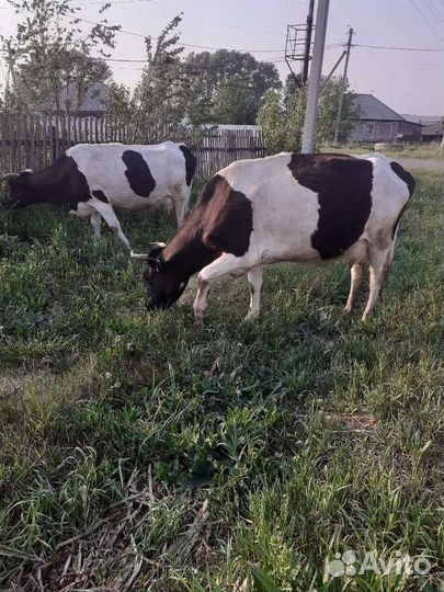 Коровы дойные молочные