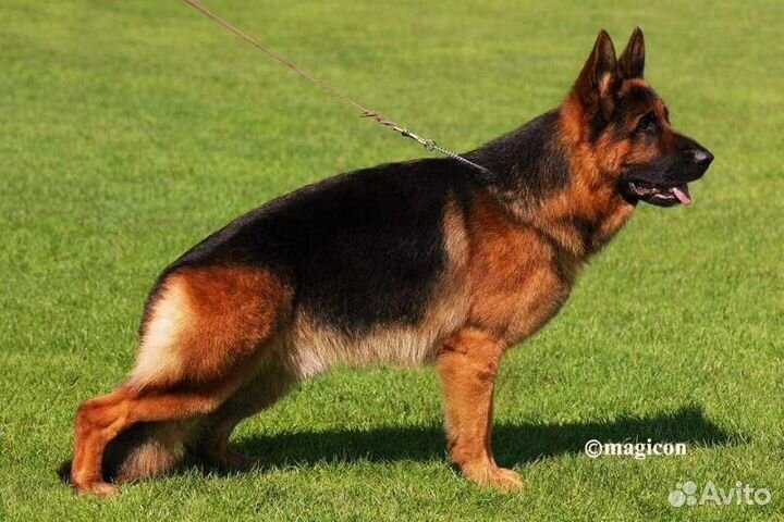 Немецкая овчарка