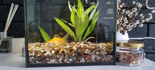 Аквариум с Золотой рыбкой купить в Санкт-Петербурге | Животные и ...