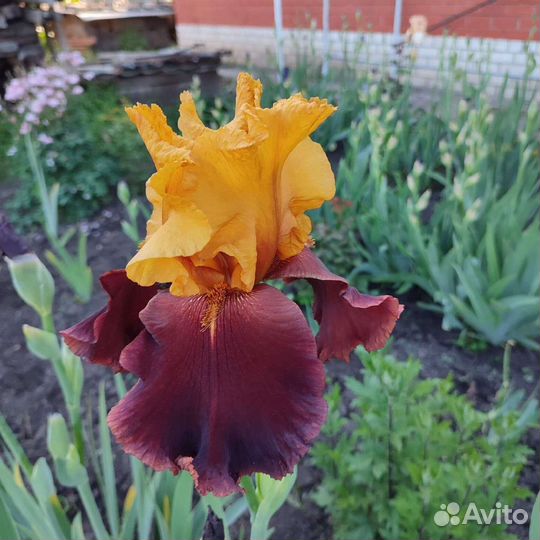 Ирисы бородатые сортовые