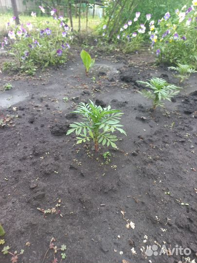 Рассада бархатцев