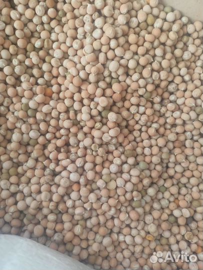 Пшеница,овес,ячмень,кукуруза, Богданович