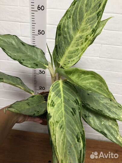 Аглаонема Пикок вайт гибрид