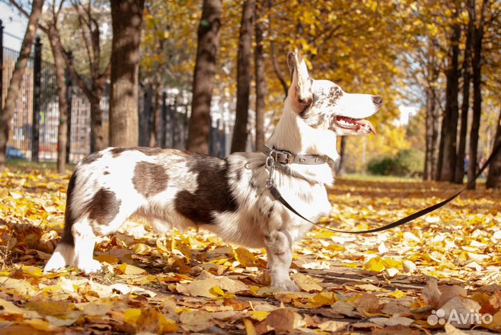 Вельш Корги Кардиган для продолжения рода