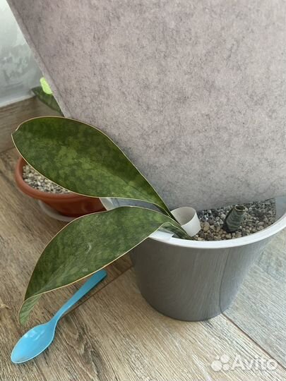 Сансевиерии