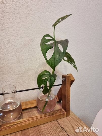 Комнатные цветы черенки