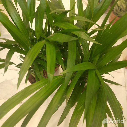 Пальма комнатная Арека / Дипсис
