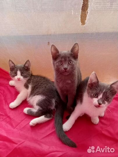 Три сестрёнки от кошки крысоловкиКошка