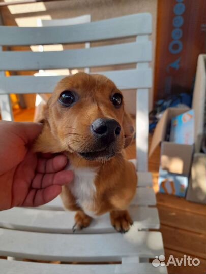 Щенок в добрые руки