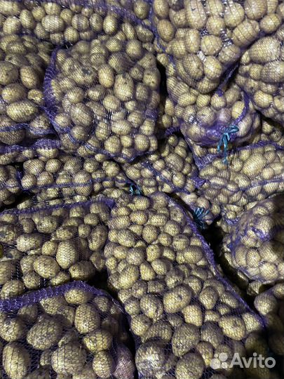 Картофель коломба опт